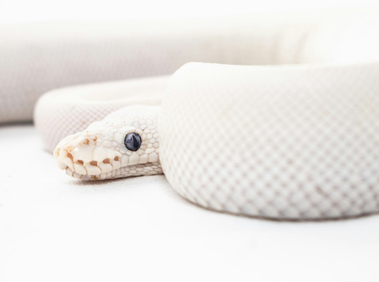 Willing Law Professional Corporation