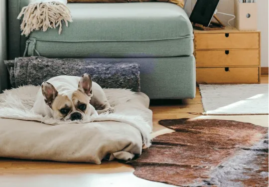 Willing Law Professional Corporation